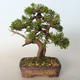 Vonkajšie bonsai - Juniperus chinensis Itoigava-Jalovec čínsky - 3/4