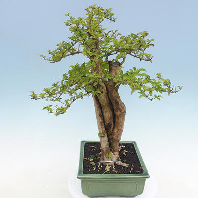 Izbová bonsai - Durant erecta aurea - 3