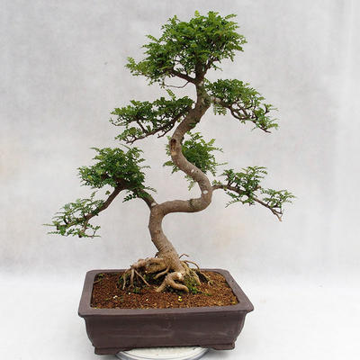 Izbová bonsai - Zantoxylum piperitum - Piepor PB2191202 - 3