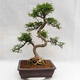 Izbová bonsai - Zantoxylum piperitum - Piepor PB2191202 - 3/5
