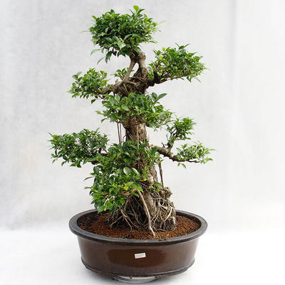 Izbová bonsai - Ficus kimmen - malolistá fikus PB2191217 - 3