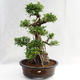 Izbová bonsai - Ficus kimmen - malolistá fikus PB2191217 - 3/6