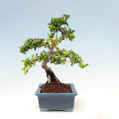 Vonkajší bonsai-Pyracanta Teton-Hlohyňa - 3