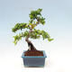 Vonkajší bonsai-Pyracanta Teton-Hlohyňa - 3/5