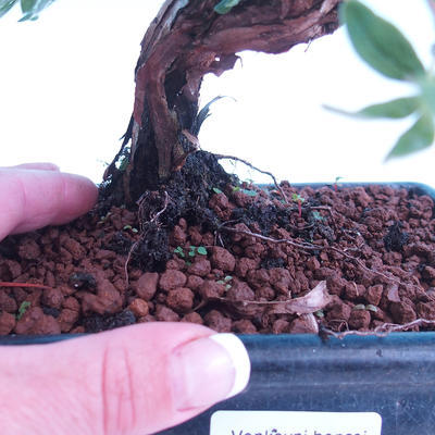 Vonkajší bonsai -Mochna krovitá - Potentilla fruticosa - 3