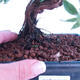 Vonkajší bonsai -Mochna krovitá - Potentilla fruticosa - 3/3