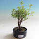 Vonkajšia bonsai-Nátržník krovitá - Dasiphora fruticosa žltá - 3/3