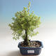 Vonkajšia bonsai-Nátržník krovitá - Dasiphora fruticosa žltá - 3/3
