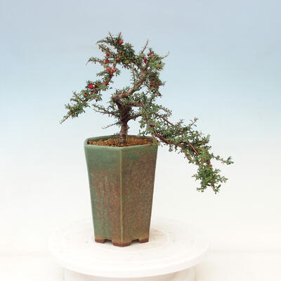 Vonkajší bonsai-Cotoneaster microcarpa var.thymifolius-Skalník - 3