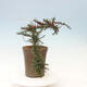 Vonkajší bonsai-Cotoneaster microcarpa var.thymifolius-Skalník - 3/5