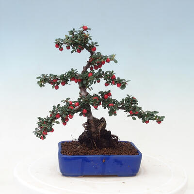 Vonkajší bonsai - Cotoneaster horizontalis - Skalník - 3