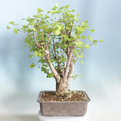 Vonkajšie bonsai - Ginko dvojlaločné - Ginkgo biloba - 3