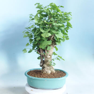 Vonkajšie bonsai - Ginko dvojlaločné - Ginkgo biloba - 3