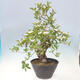 Vonkajší bonsai - Hloh klinovitý - Crataegus cuneata - 3/6
