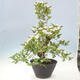 Vonkajší bonsai - Hloh klinovitý - Crataegus cuneata - 3/6