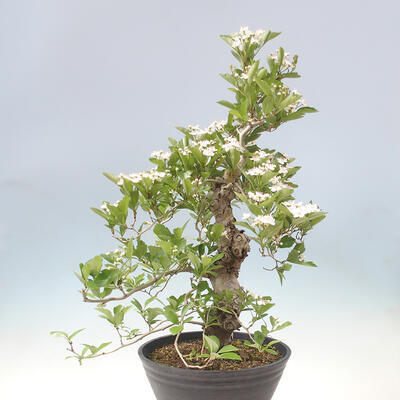 Vonkajší bonsai - Hloh klinovitý - Crataegus cuneata - 3