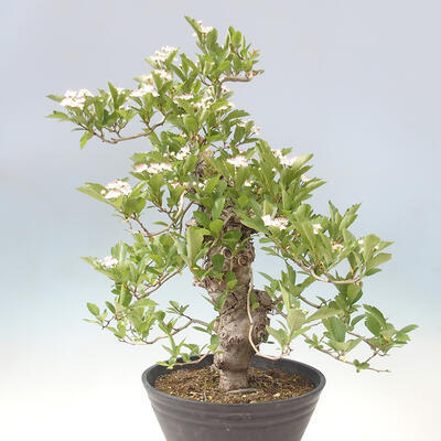 Vonkajší bonsai - Hloh klinovitý - Crataegus cuneata - 3