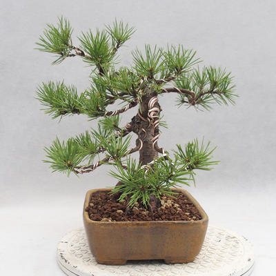 Vonkajšie bonsai - Pinus sylvestris - Borovica lesná - 3