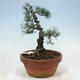 Vonkajšie bonsai - Pinus parviflora - Borovica drobnokvetá - 3/4