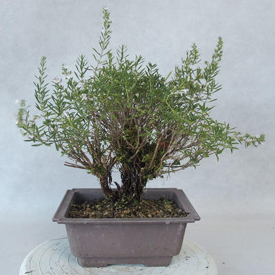 Vonkajšie bonsai - Saturejka horská - Satureja montana - 3