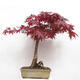 Vonkajší bonsai - Acer palmatum Atropurpureum - Javor dlanitolistý červený - 3/7