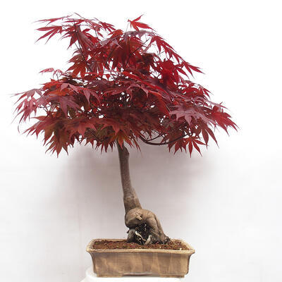 Vonkajší bonsai - Acer palmatum Atropurpureum - Javor dlanitolistý červený - 3