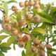 Vonkajšia bonsai-Pyracanta Teton -Hlohyně - 3/3