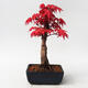 Vonkajšie bonsai - Javor palmatum DESHOJO - Javor dlaňolistý - 3/5