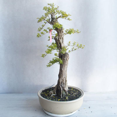 Izbová bonsai - Durant erecta Aurea - 3