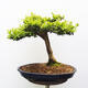 Vonkajšie bonsai - Buxus - 3/5