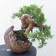 Vonkajšie bonsai - Juniperus chinensis Itoigawa -Jalovec čínsky - 3/4
