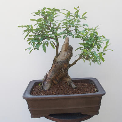 Vonkajšie bonsai - vtáčí zob Ligustrum - 3