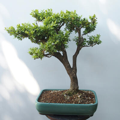 Vonkajšie bonsai - Buxus - 3