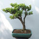 Vonkajšie bonsai - Buxus - 3/5