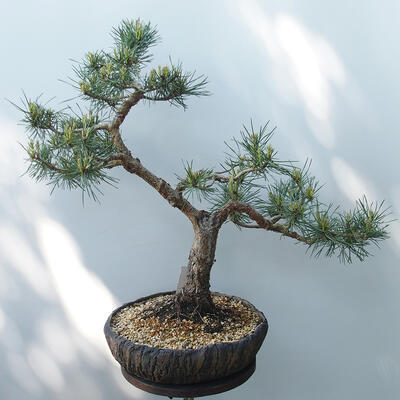 Vonkajšie bonsai - Pinus sylvestris Watereri - Borovica lesná - 3