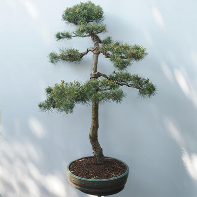 Vonkajšie bonsai - Pinus sylvestris Watereri - Borovica lesná - 3