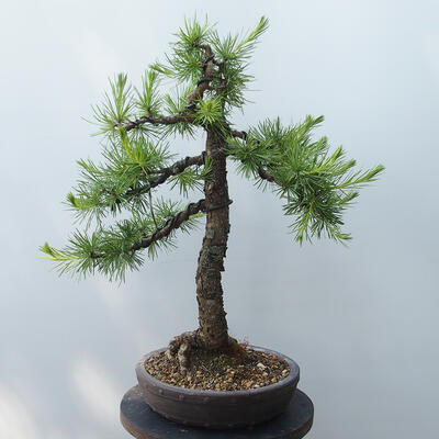 Vonkajšie bonsai - Larix decidua - Smrekovec opadavý - 3