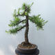 Vonkajšie bonsai - Larix decidua - Smrekovec opadavý - 3/5