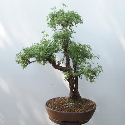 Vonkajšie bonsai - Nátržník krovitá - potentila fruticosa žltá - 3