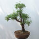 Vonkajšie bonsai - Nátržník krovitá - potentila fruticosa žltá - 3/5