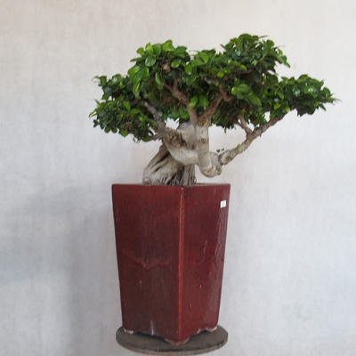 Servis bonsai - Ficus nitida - malolistá fikus - 3