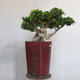 Servis bonsai - Ficus nitida - malolistá fikus - 3/5