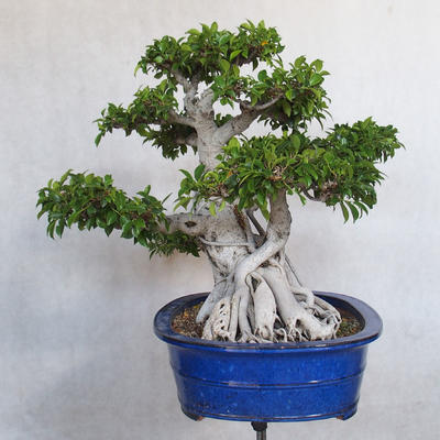 Servis bonsai - Ficus kimmen - malolistá fikus - 3