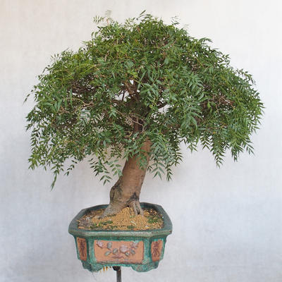 Izbová bonsai- Pistácie - 3