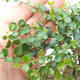 Izbová -Ligustrum retusa bonsai - malolistá Vtáčie kohút - 3/4