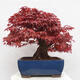 Vonkajší bonsai - Javor palmatum DESHOJO - Javor dlanitolistý - 3/6