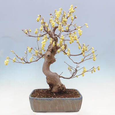 Vonkajší bonsai - Lieskovec - Corylopsis Spicata - 3