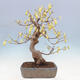 Vonkajší bonsai - Lieskovec - Corylopsis Spicata - 3/7