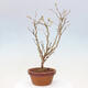 Vonkajší bonsai - Prunus incisa Kojou-no mai-Višňa vyrezaná - 3/6