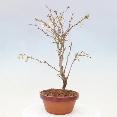 Vonkajší bonsai - Prunus incisa Kojou-no mai-Višňa vyrezaná - 3